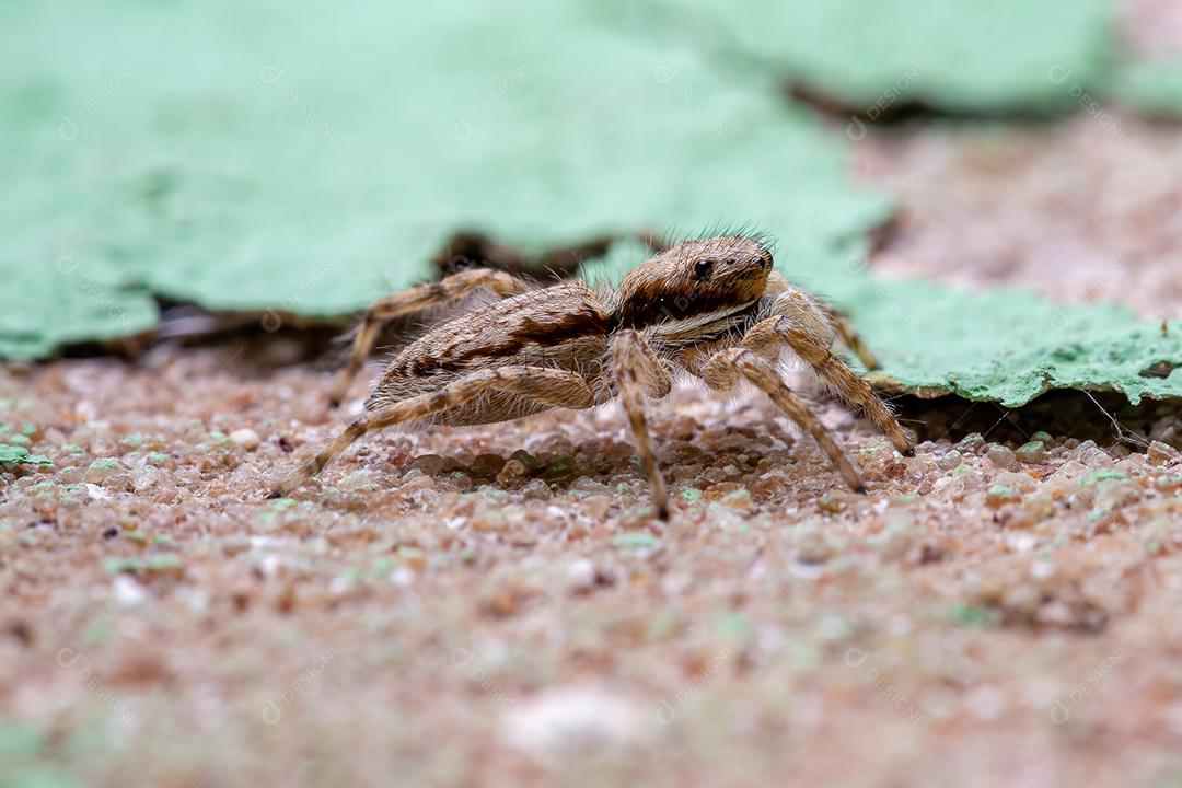 Pequena aranha de salto de parede cinzenta da espécie Menemerus bivittatus