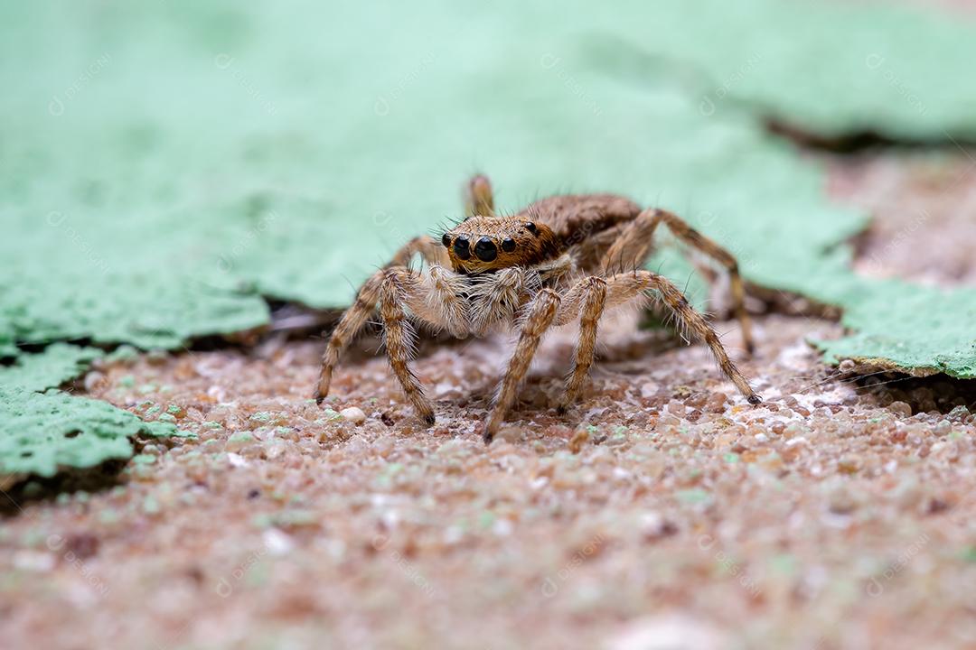 Pequena aranha de salto de parede cinzenta da espécie Menemerus bivittatus