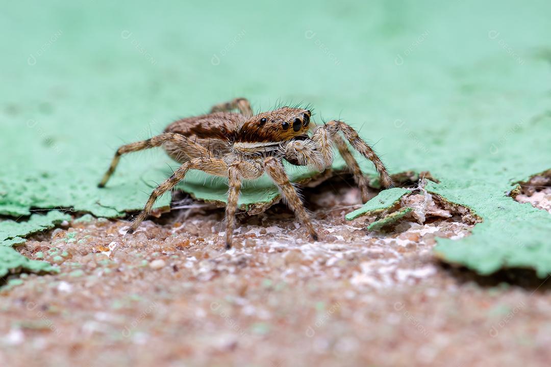 Pequena aranha de salto de parede cinzenta da espécie Menemerus bivittatus