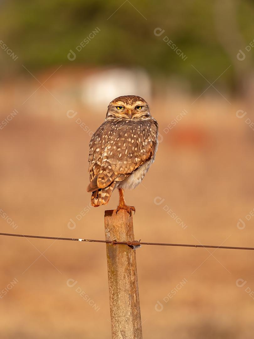 Coruja-buraqueira adulta da espécie Athene cunicularia