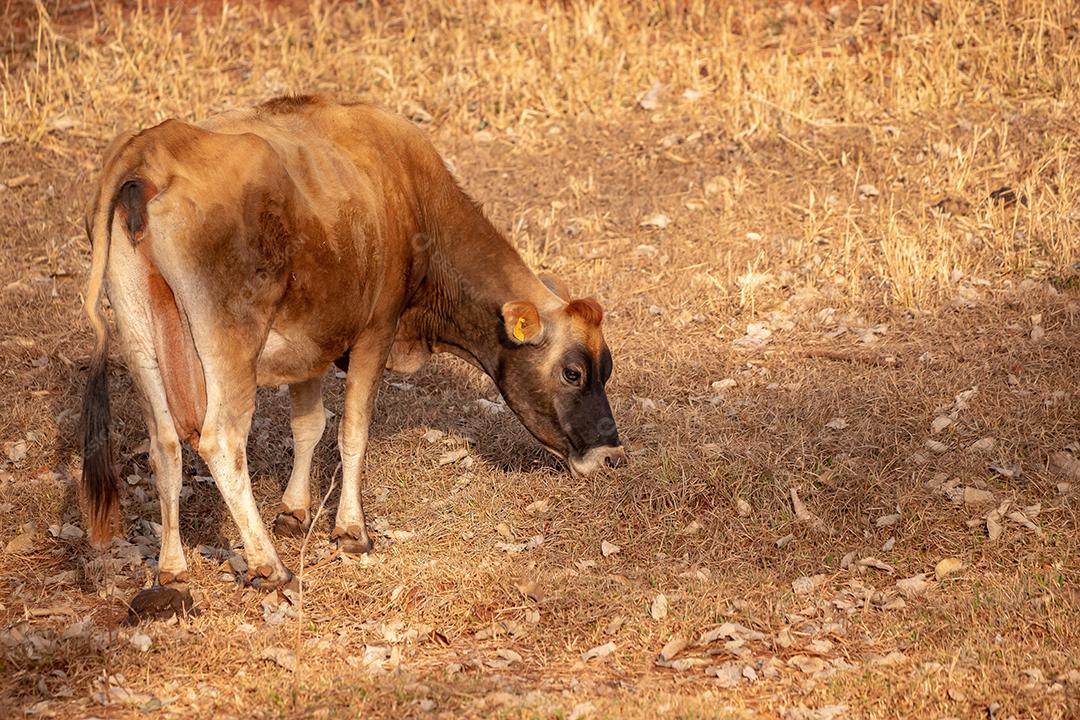 Vaca em uma fazenda brasileira bovino criaçao fazenda