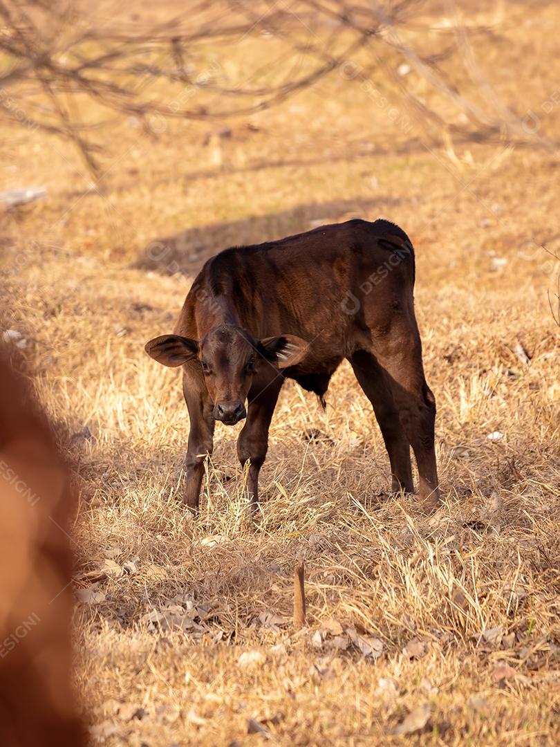 Vaca em uma fazenda brasileira bovino criaçao fazenda