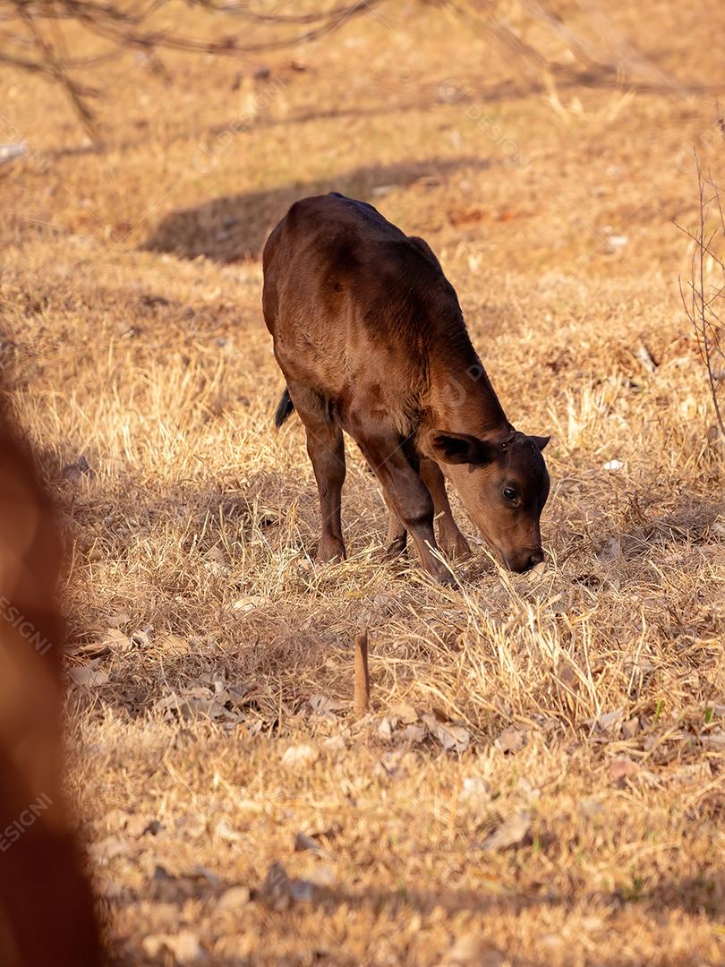 Vaca em uma fazenda brasileira bovino criaçao fazenda
