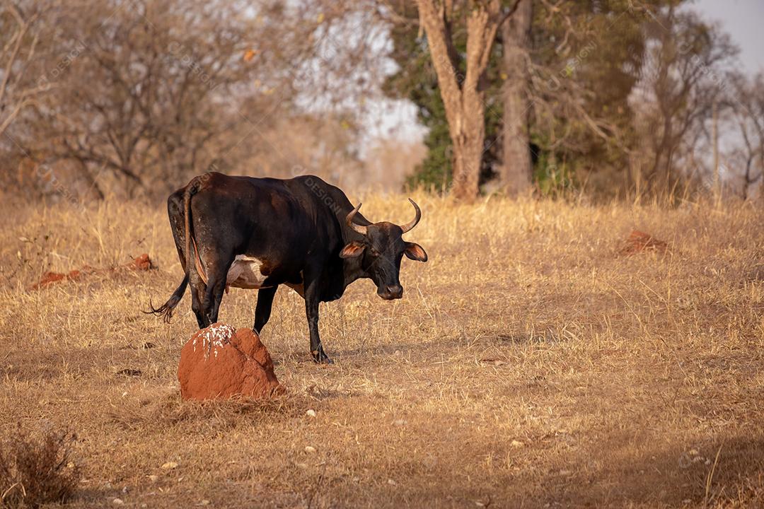 Vaca em uma fazenda brasileira bovino criaçao fazenda
