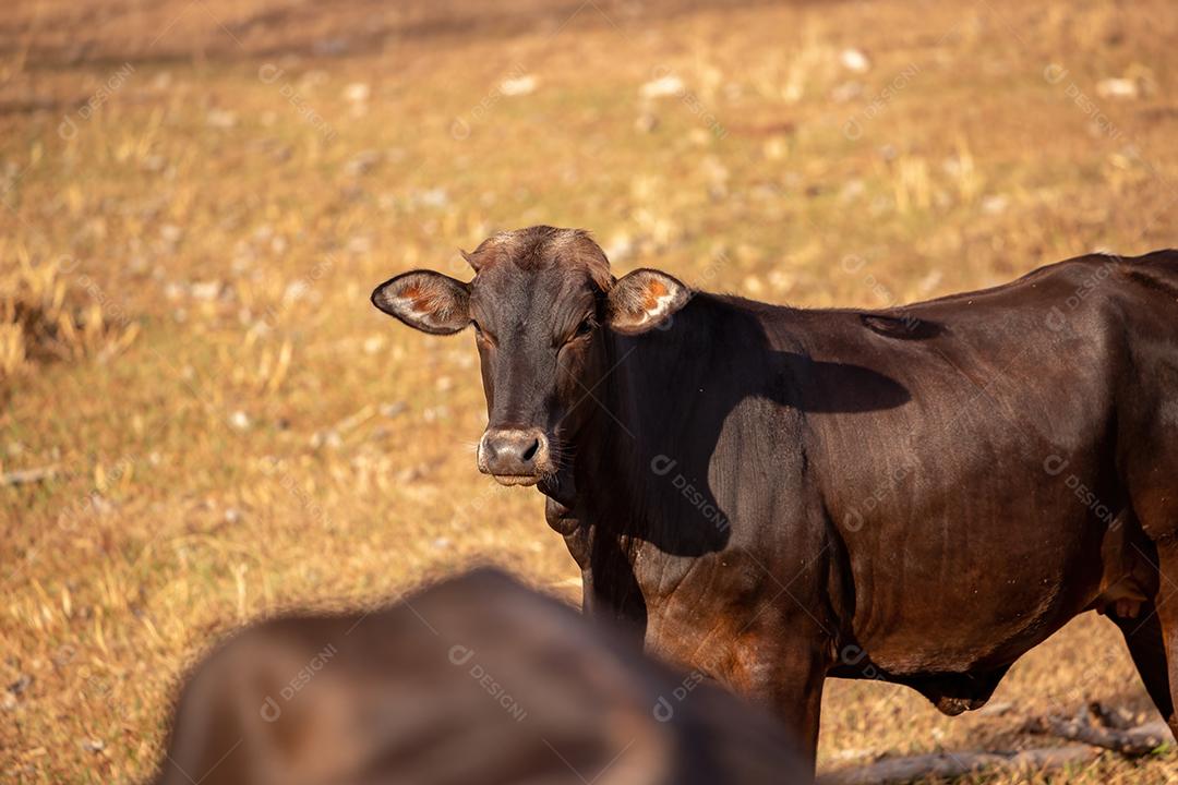 Vaca em uma fazenda brasileira bovino criaçao fazenda