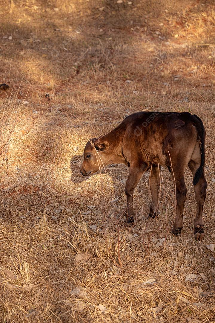 Vaca em uma fazenda brasileira bovino criaçao fazenda