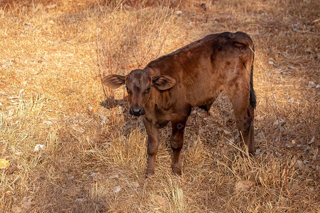 Vaca em uma fazenda brasileira bovino criaçao fazenda