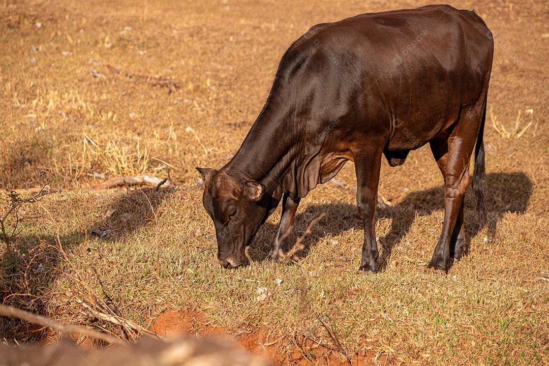 Vaca em uma fazenda brasileira bovino criaçao fazenda