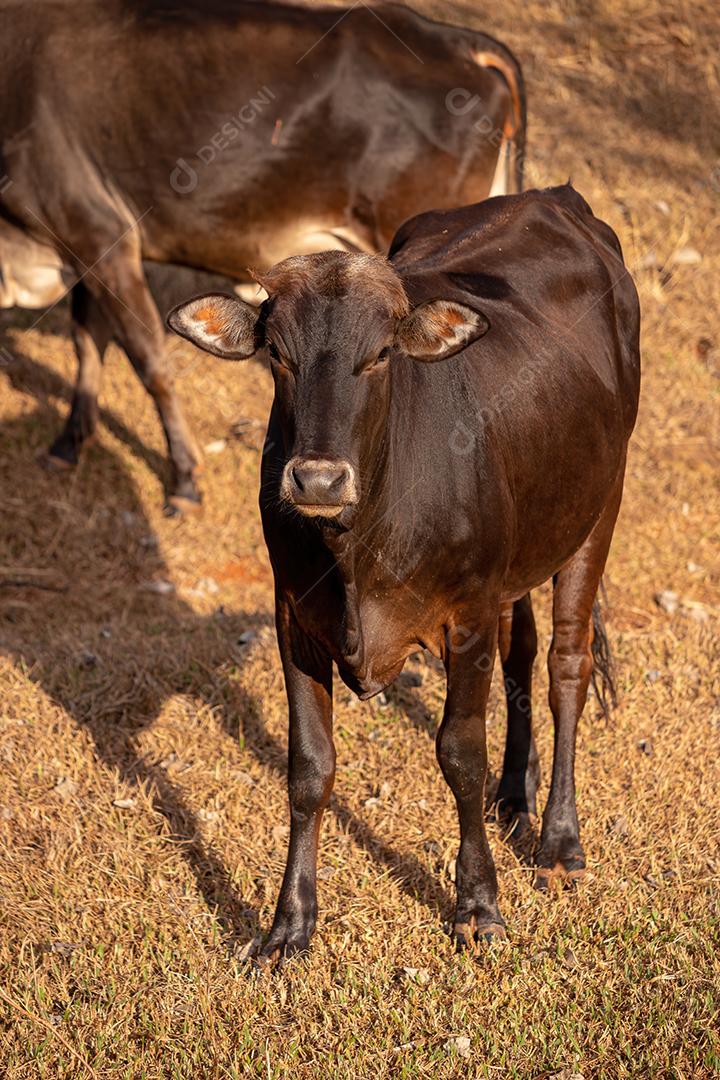 Vaca em uma fazenda brasileira bovino criaçao fazenda