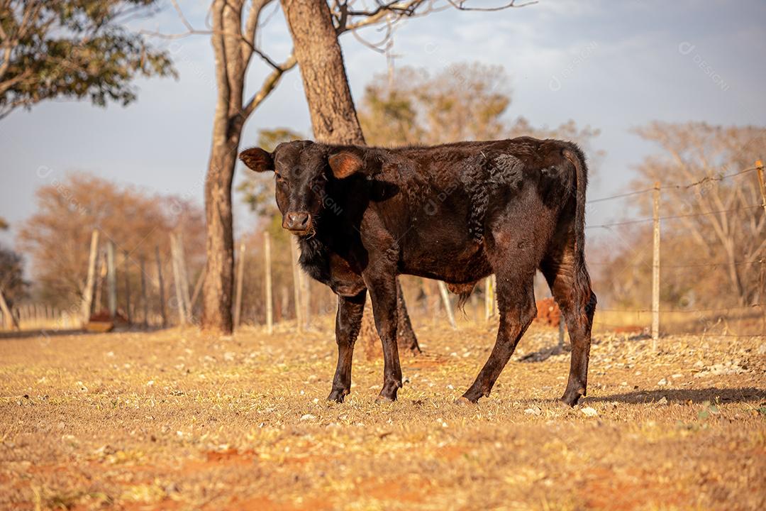 Vaca em uma fazenda brasileira bovino criaçao fazenda