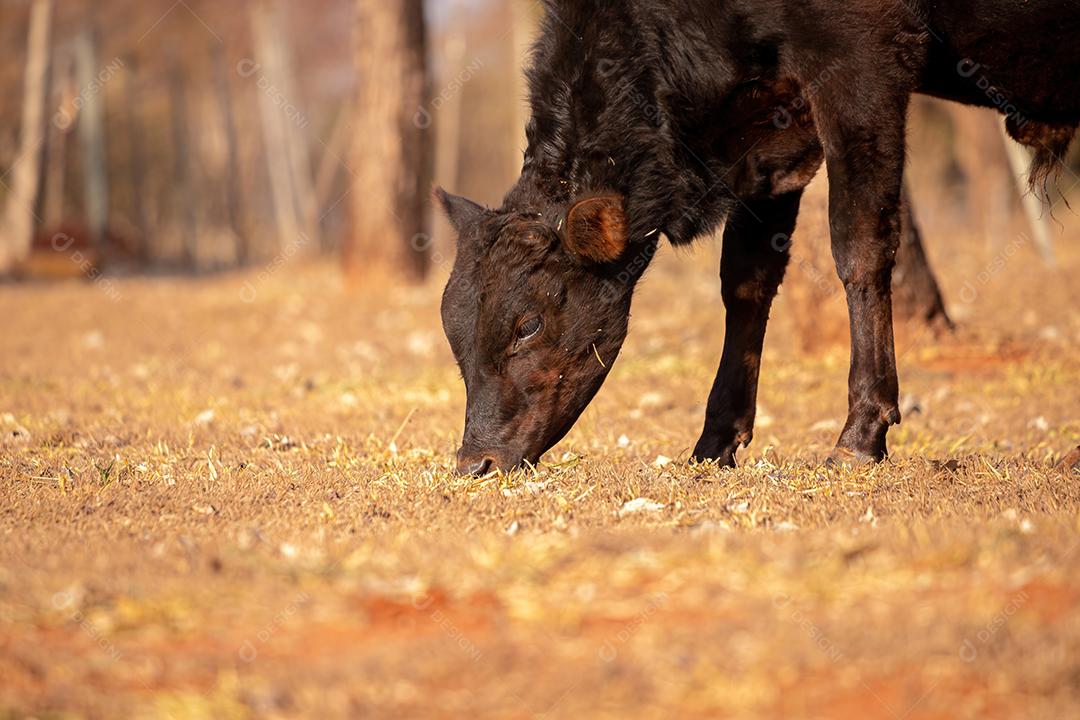 Vaca em uma fazenda brasileira bovino criaçao fazenda