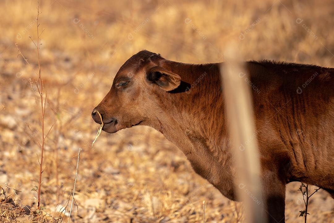 Vaca em uma fazenda brasileira bovino criaçao fazenda