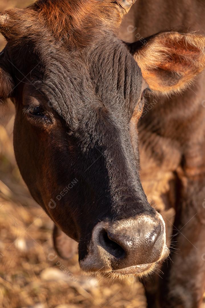 Vaca em uma fazenda brasileira bovino criaçao fazenda