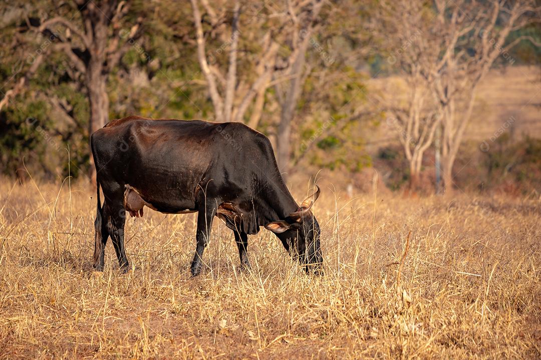 Vaca em uma fazenda brasileira bovino criaçao fazenda