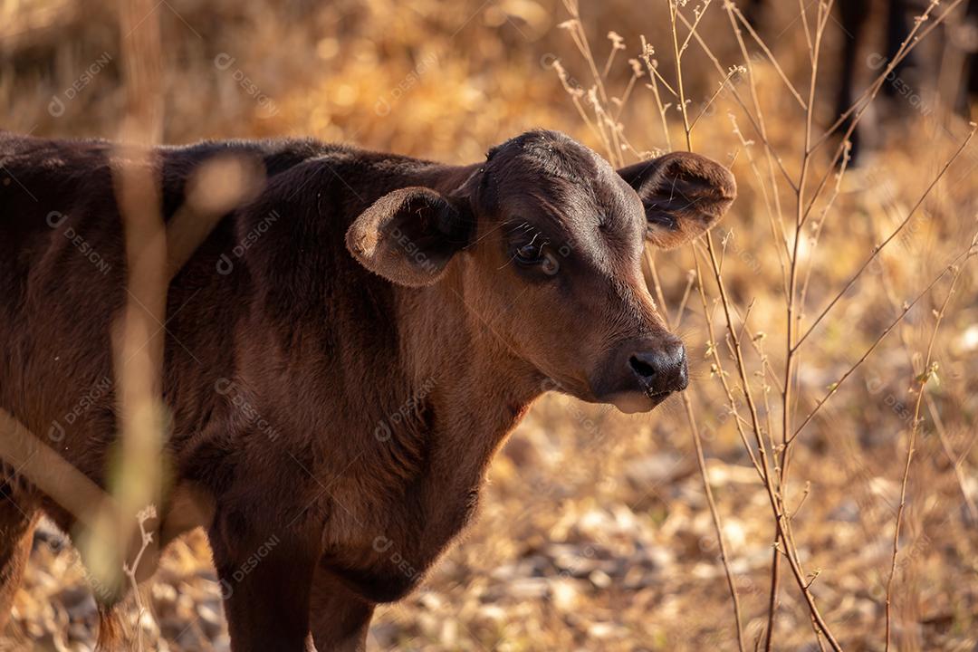 Vaca em uma fazenda brasileira bovino criaçao fazenda