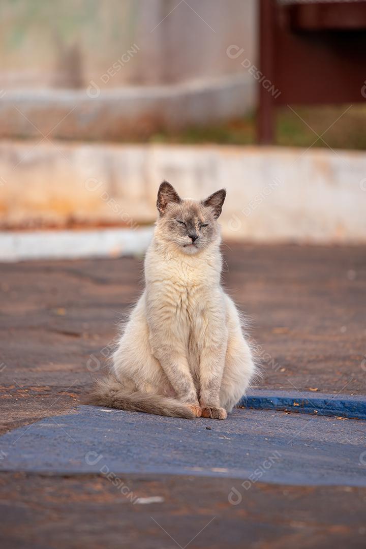 Cara de gato doméstico em close-up