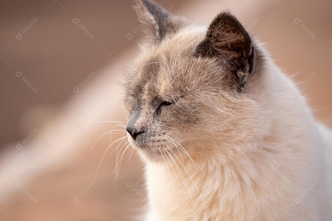 Cara de gato doméstico em close-up