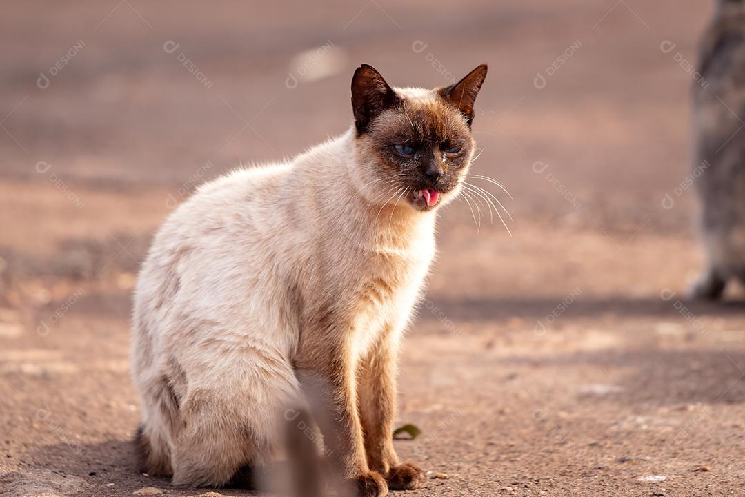 Cara de gato doméstico em close-up