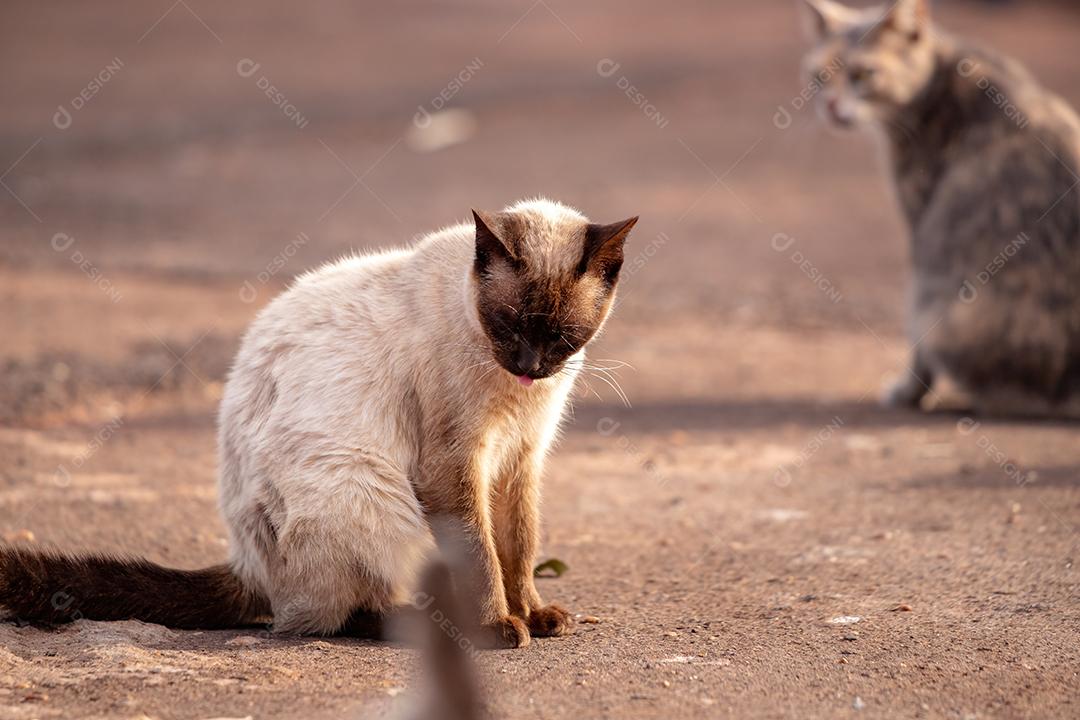 Cara de gato doméstico em close-up