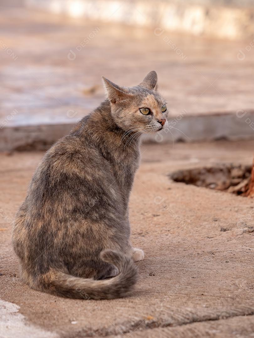 Cara de gato doméstico em close-up