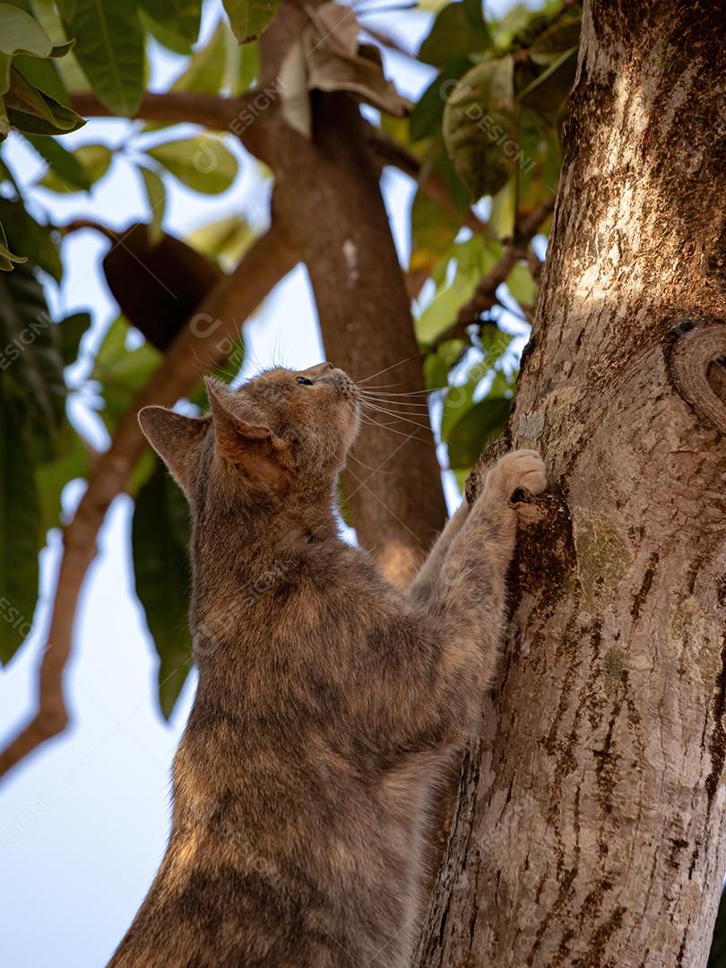 Gato doméstico feroz em cima de uma árvore