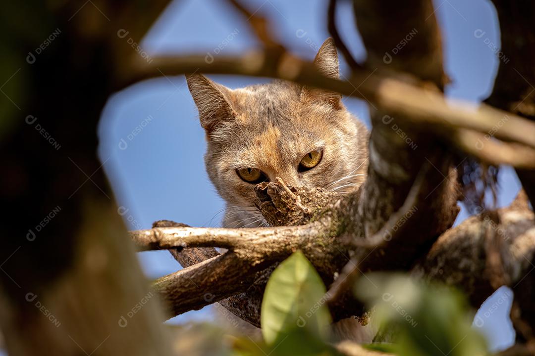 Gato doméstico feroz em cima de uma árvore