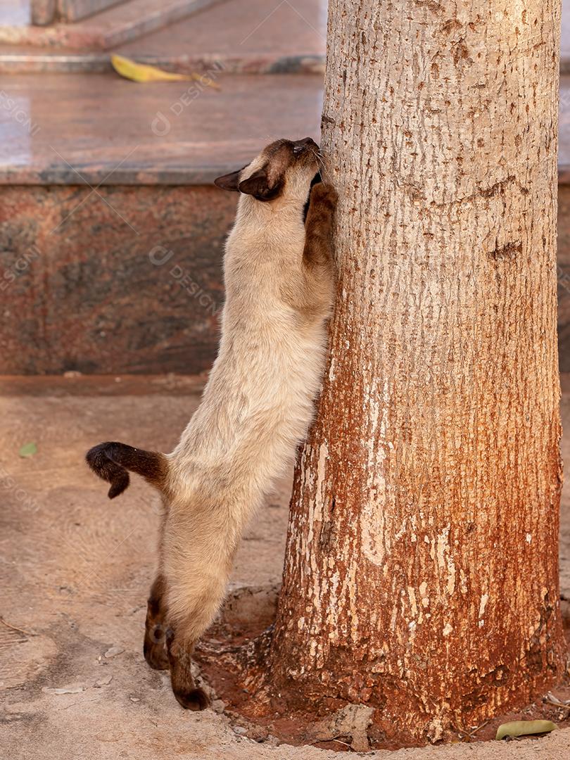 Gato doméstico feroz em cima de uma árvore