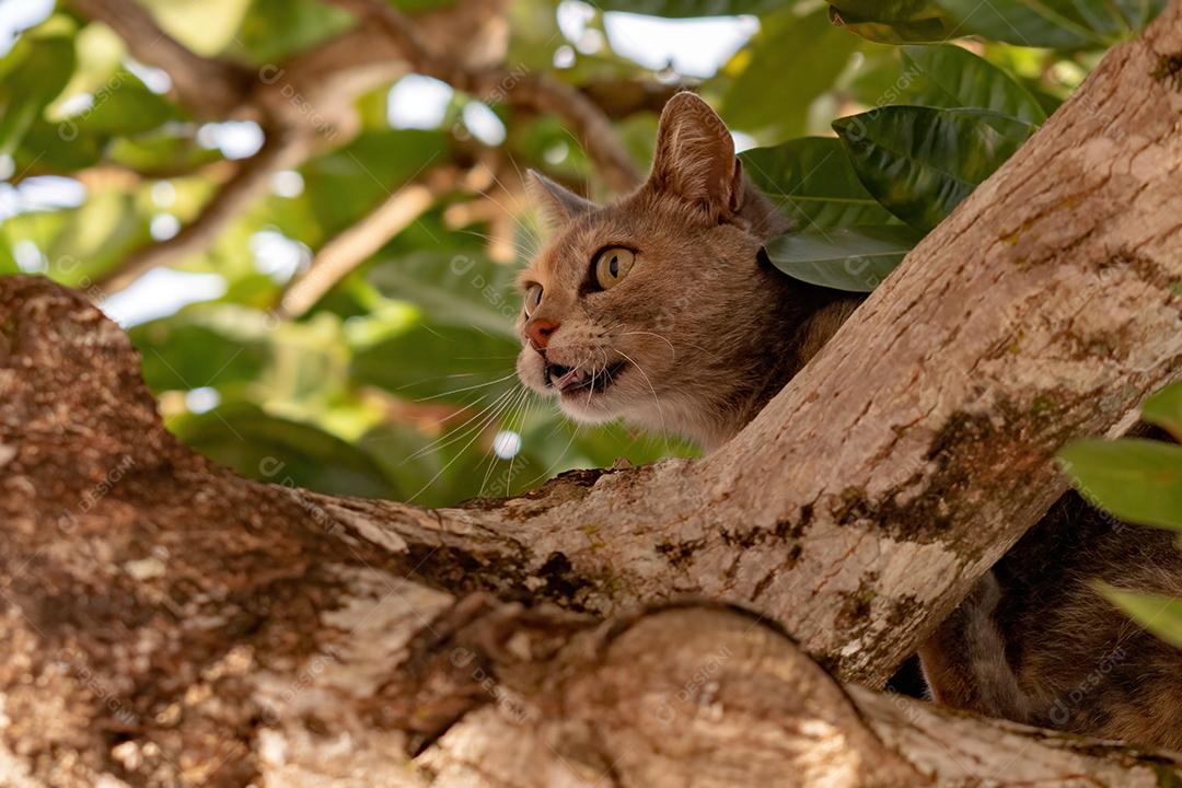 Gato doméstico feroz em cima de uma árvore