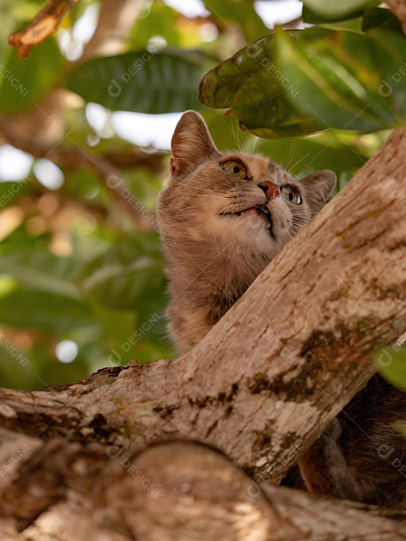 Gato doméstico feroz em cima de uma árvore com foco seletivo