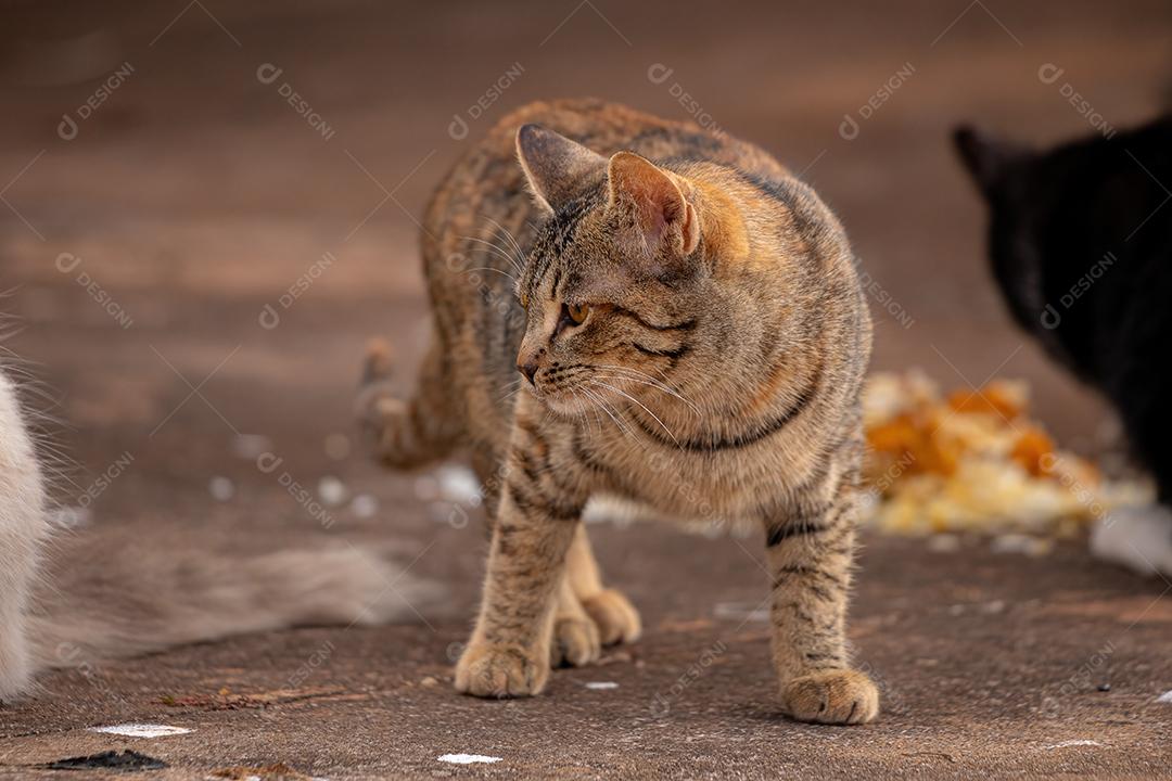 Cara de gato doméstico em close-up