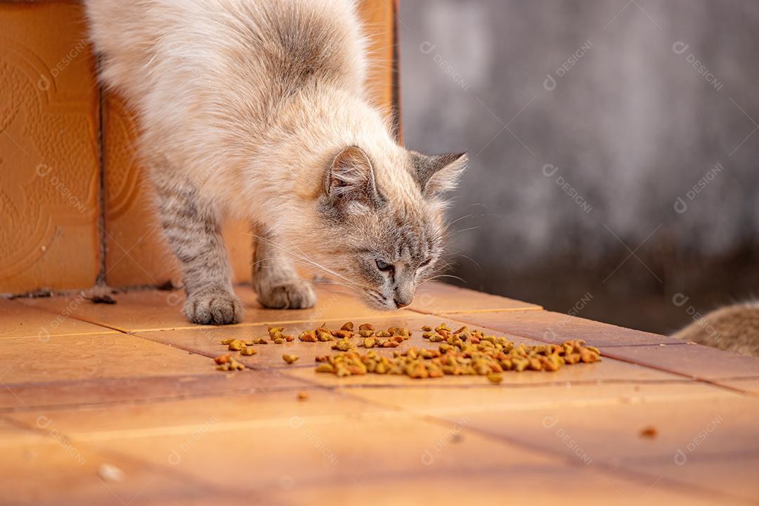 Rosto de gato doméstico agachado comendo ração no chão