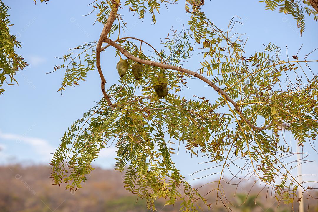 Jacarandá Azul Frutos da espécie Jacaranda mimosifolia