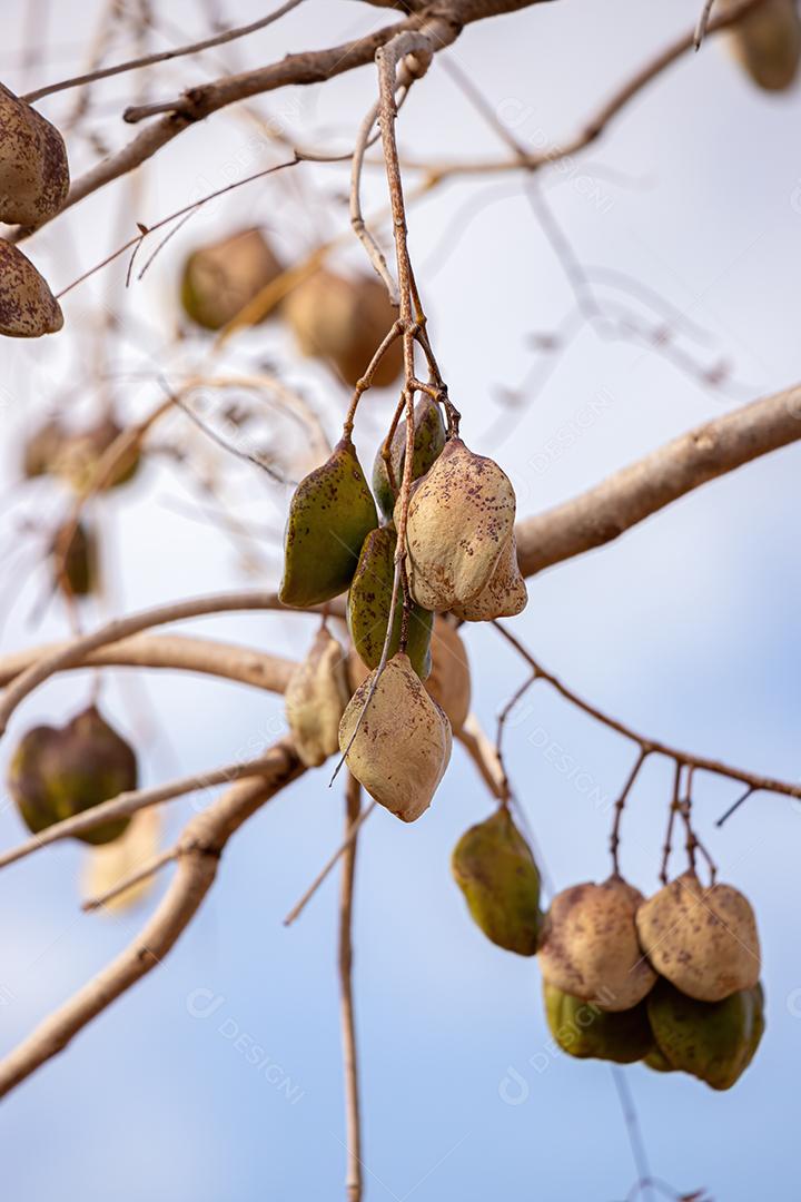 Jacarandá Azul Frutos da espécie Jacaranda mimosifolia