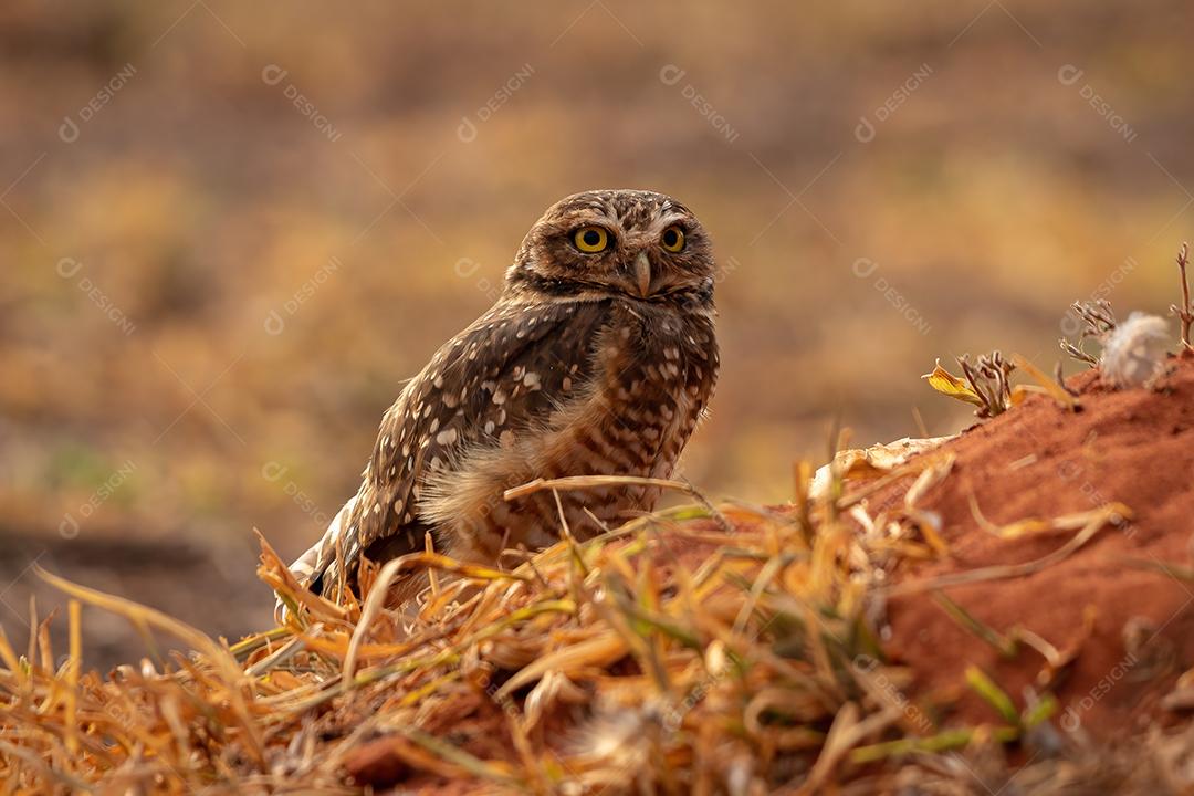 Coruja-buraqueira adulta da espécie Athene cunicularia