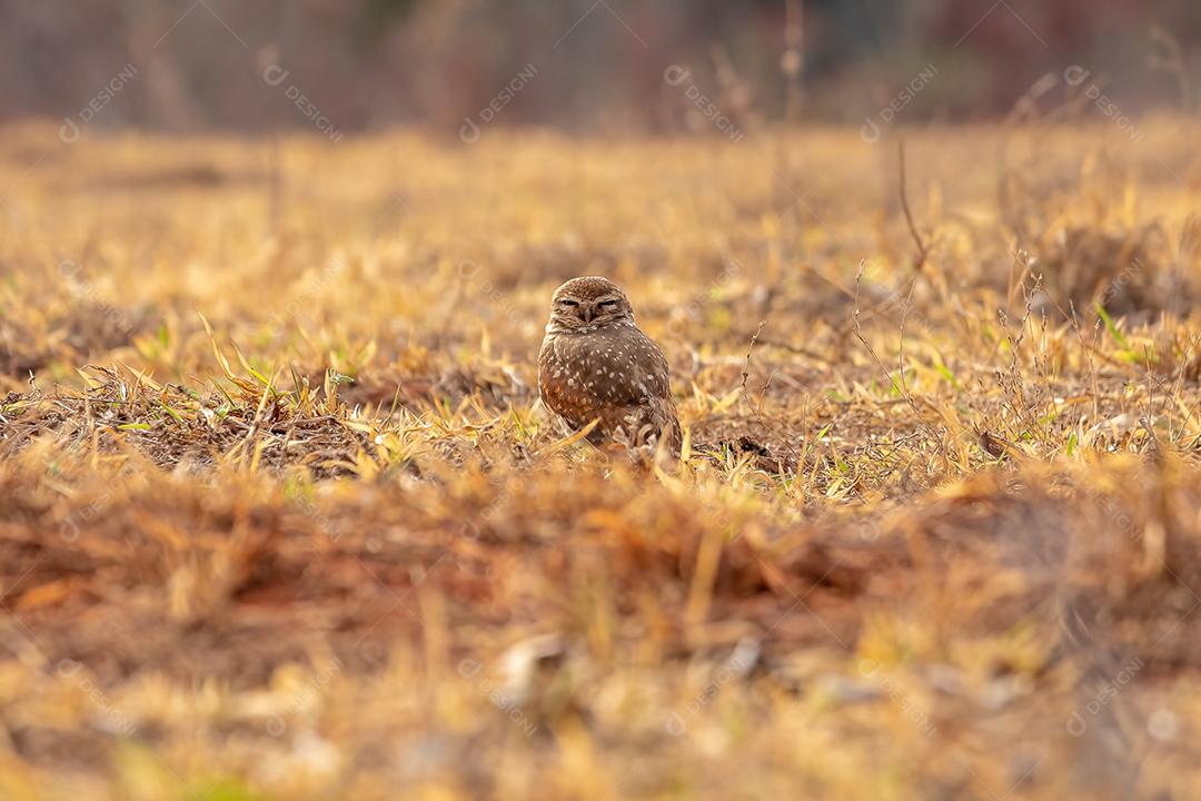 Coruja-buraqueira adulta da espécie Athene cunicularia