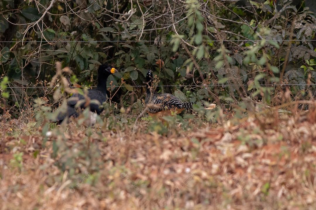 Macho adulto mutum-de-cara-de-cara-de-cara da espécie Crax fasciolata