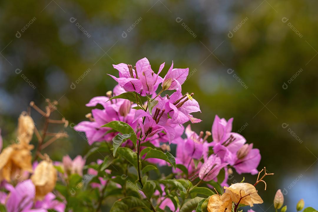 flores de plantas ornamentais da espécie Bougainvillea glabra