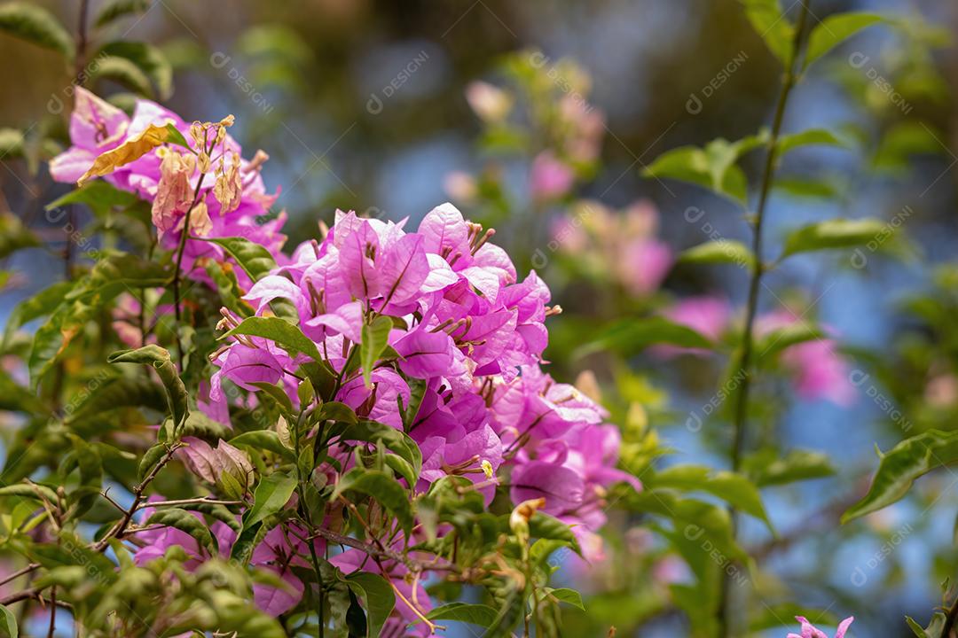 flores de plantas ornamentais da espécie Bougainvillea glabra