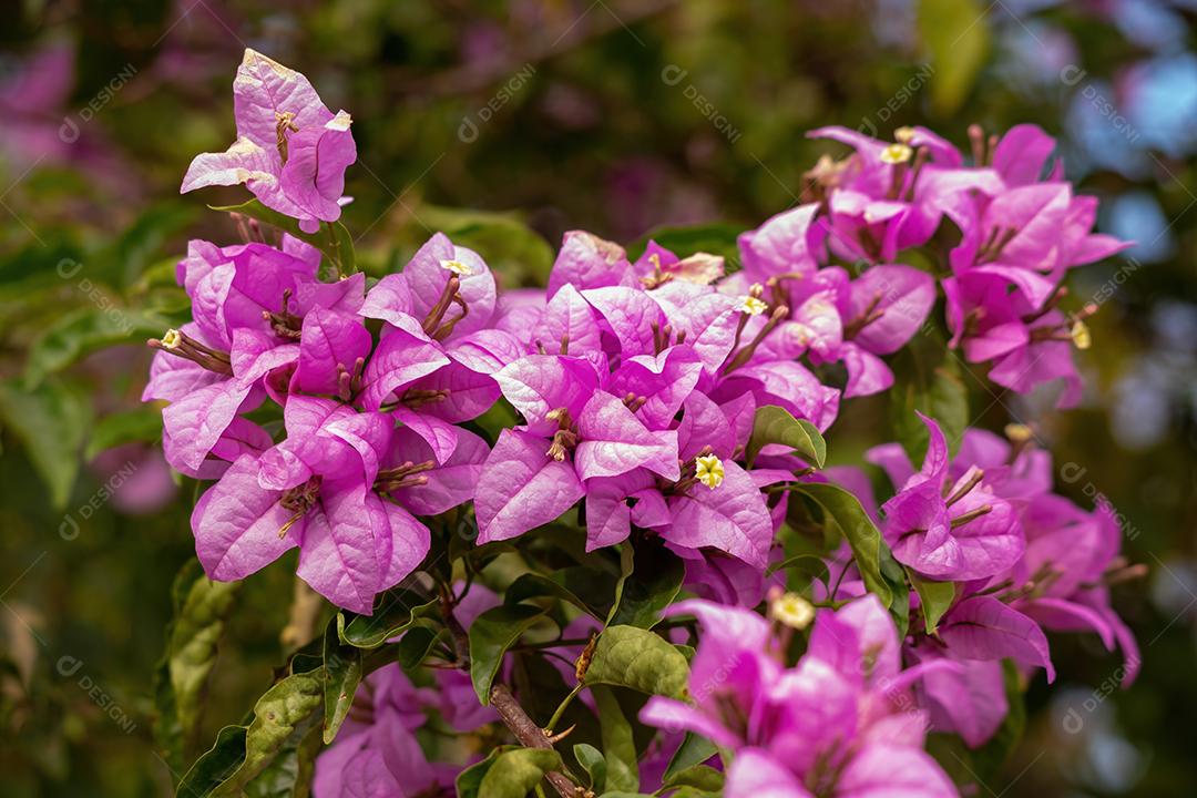flores de plantas ornamentais da espécie Bougainvillea glabra