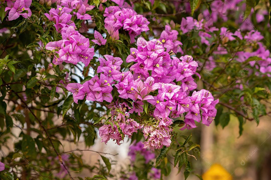 Flores de plantas ornamentais da espécie Bougainvillea glabra