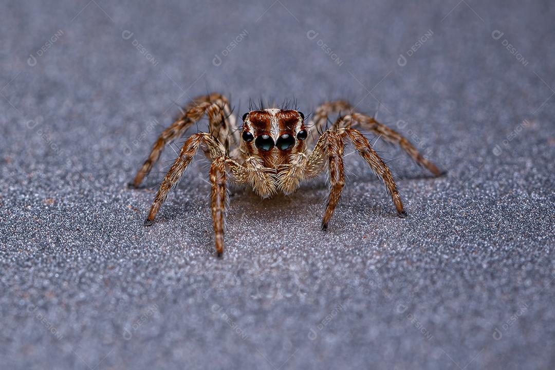 Pequena aranha saltadora pantropical da espécie Plexippus paykulli
