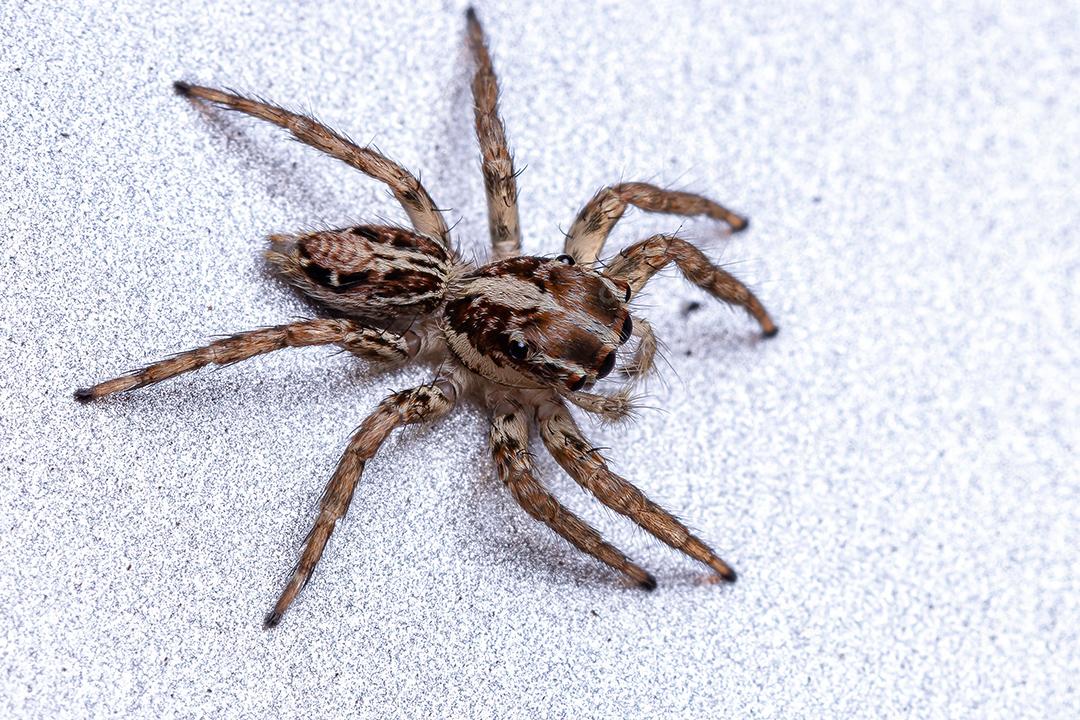 Pequena aranha saltadora pantropical da espécie Plexippus paykulli