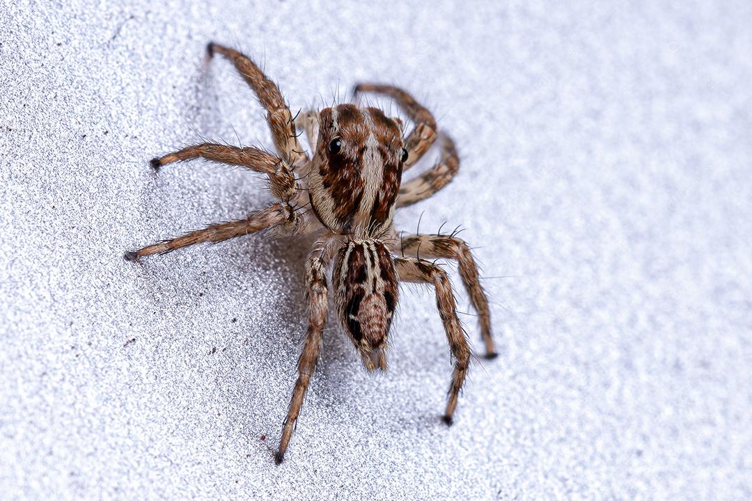 Pequena aranha saltadora pantropical da espécie Plexippus paykulli