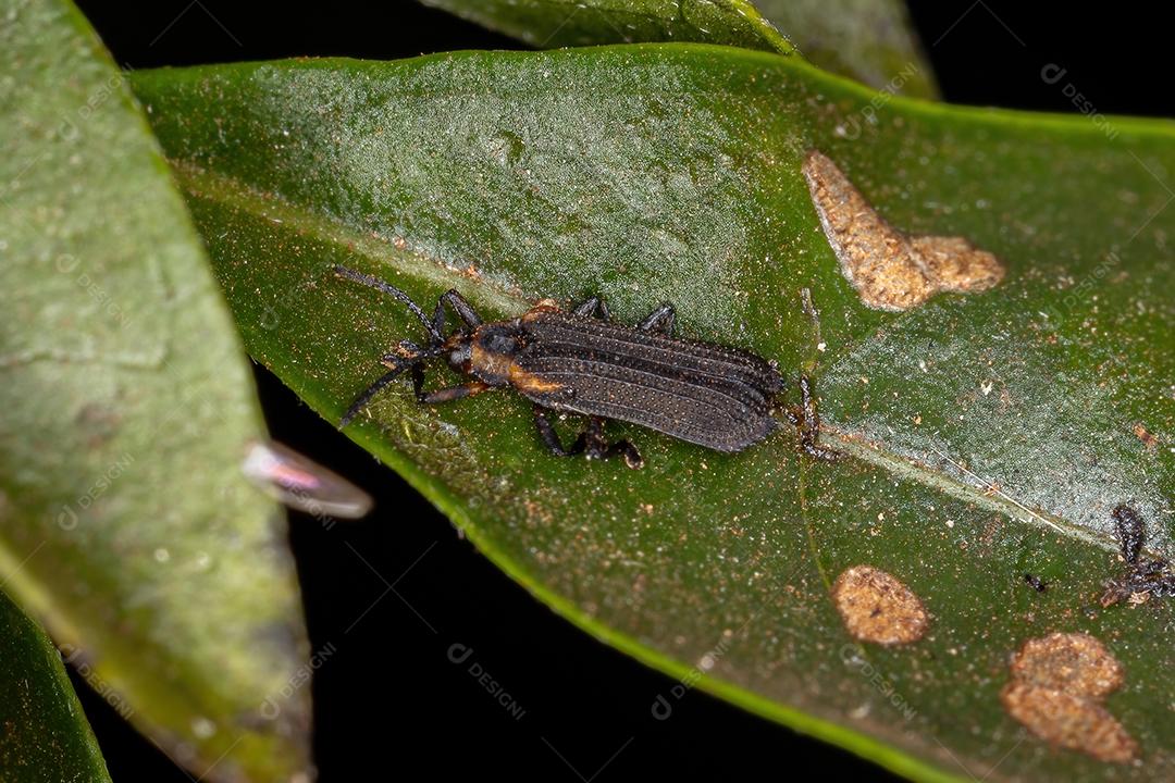 Besouro de folha adulto da tribo Chalepini