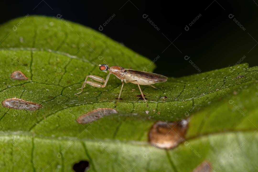 Mosca dançante adulta da subfamília Hemerodromiinae