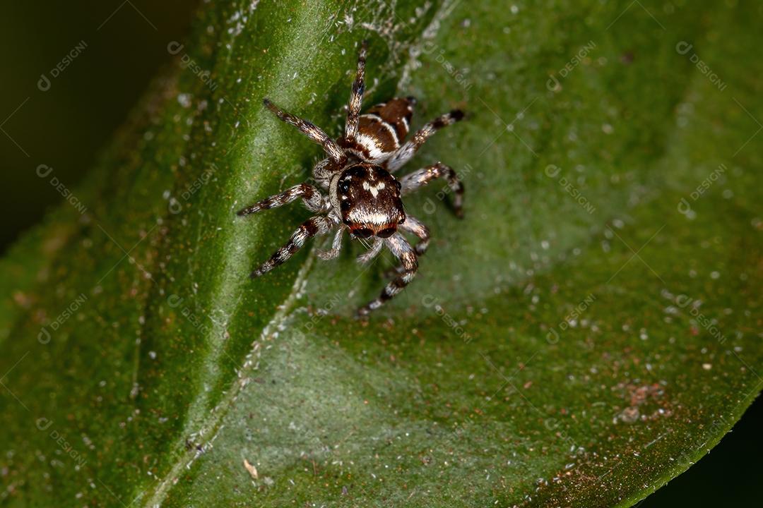Pequena aranha saltadora da espécie Philira micans