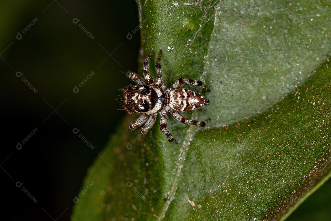 Pequena aranha saltadora da espécie Philira micans