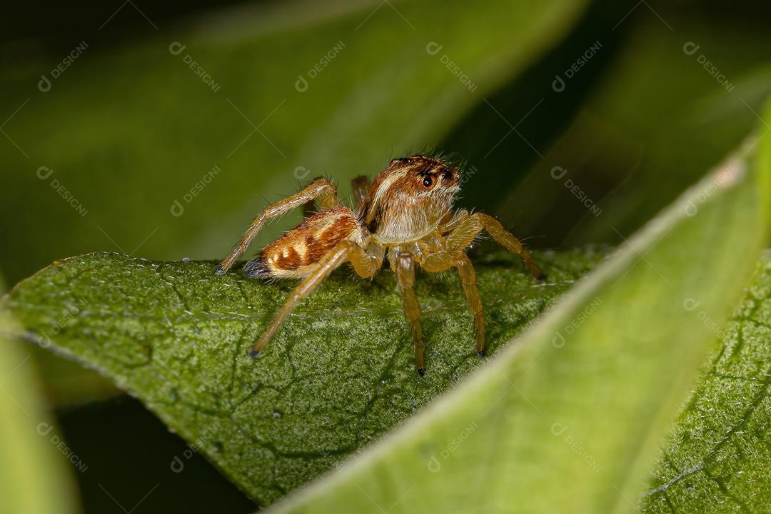 Pequena aranha saltadora do gênero Frigga