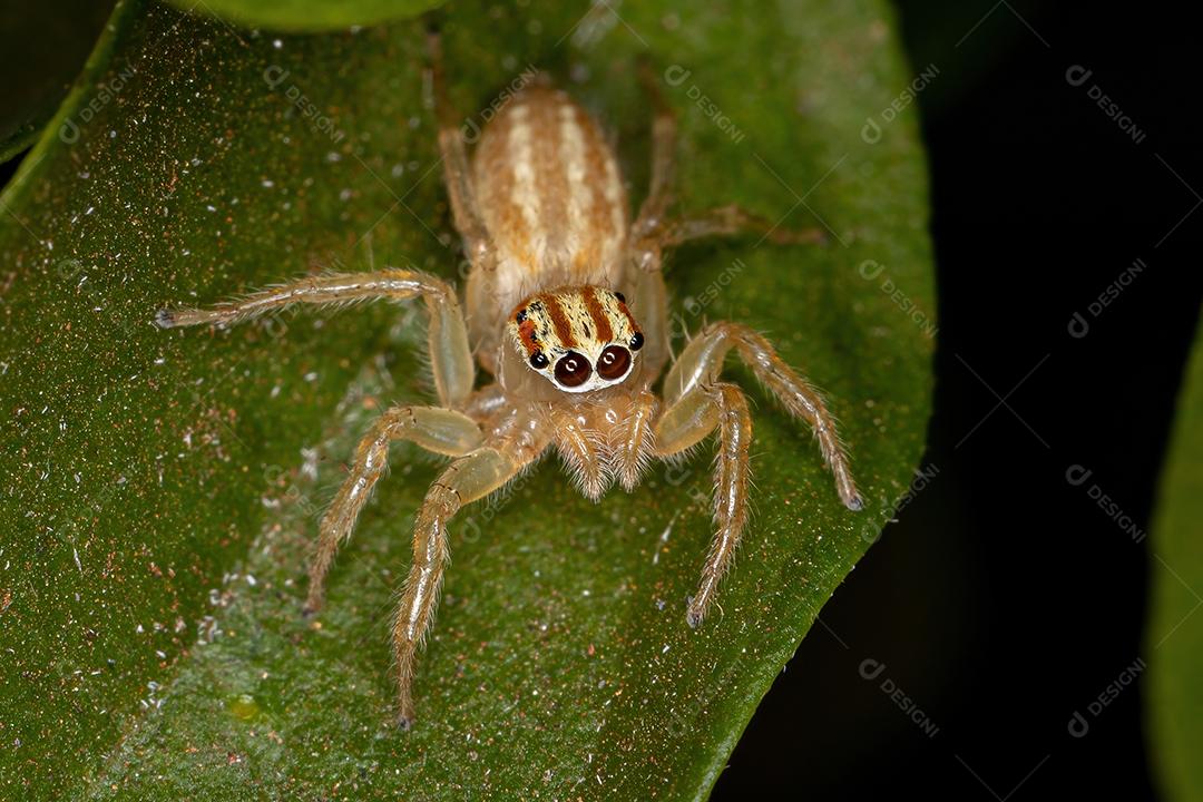 Aranha saltadora fêmea adulta do gênero Chira