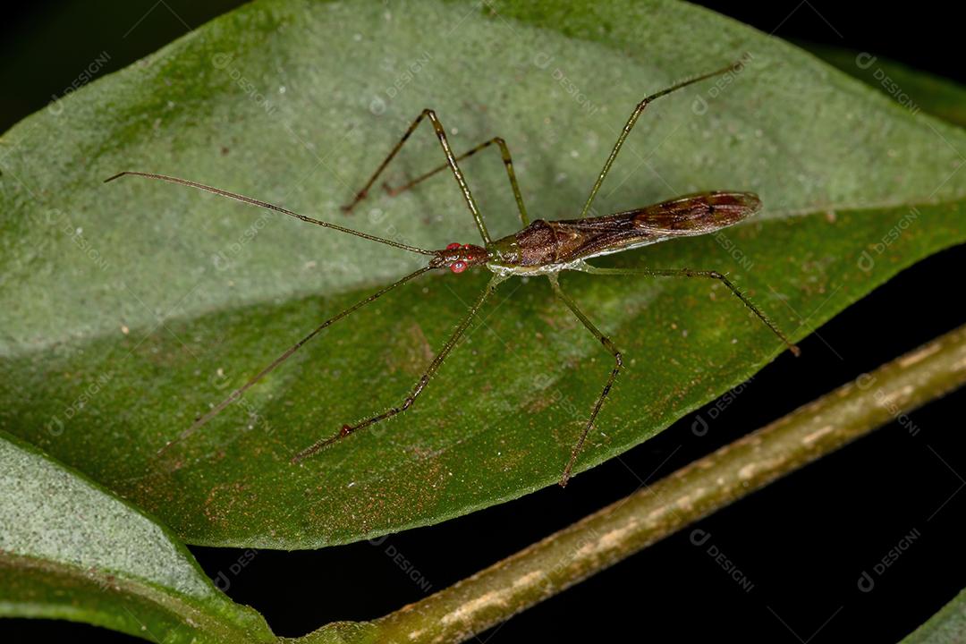 Inseto Assassino Adulto da Tribo Harpactorini